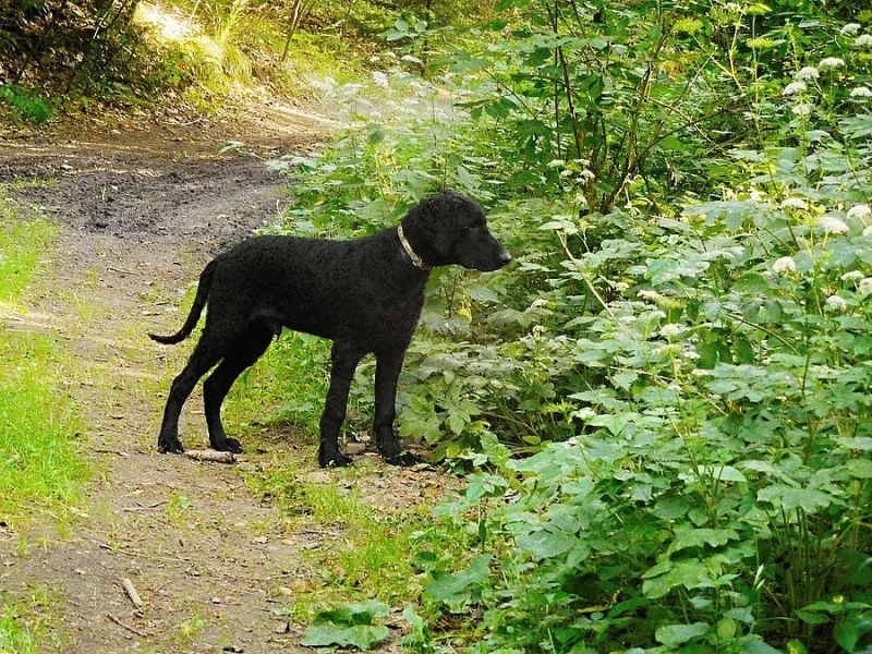 Curly coated retriever