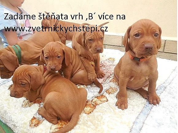 Maďarský ohař krátkosrstý s PP