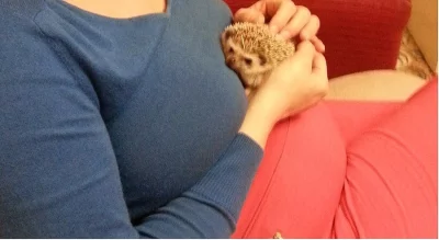 Ježek Bělobřichý