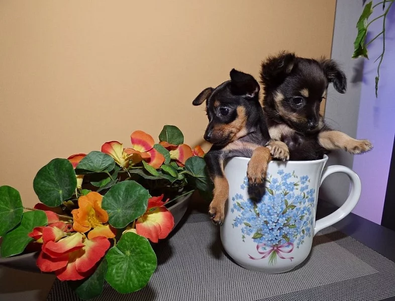 Pražský krysařík - luxusní holčičky