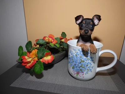 Pražský krysařík - luxusní holčičky