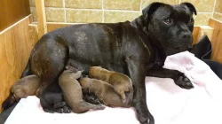 AmStaf bulteriér s pp