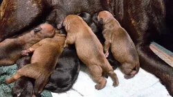 AmStaf bulteriér s pp