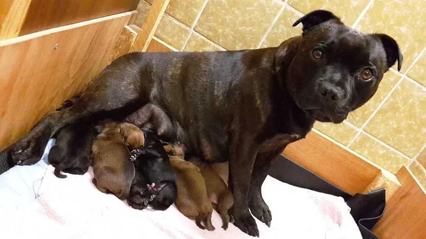 AmStaf bulteriér s pp