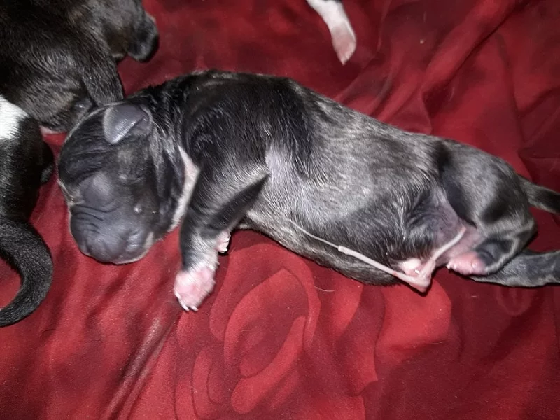 Prodej štěňat AST