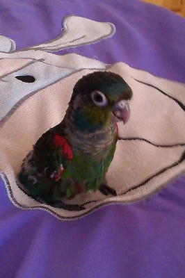 Pyrura červenobřichá