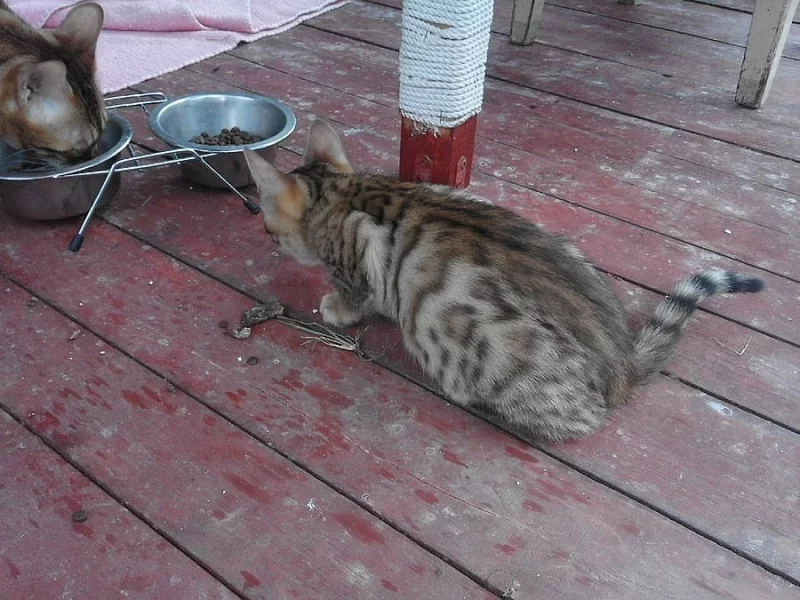 Bengálská koťátka s PP