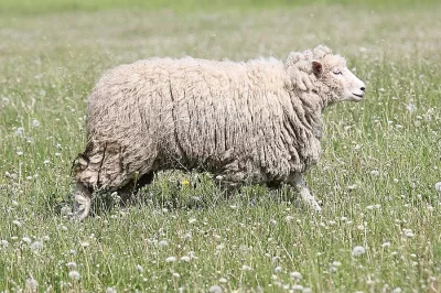 Ovce Romney Marsh CZ-BIO-001