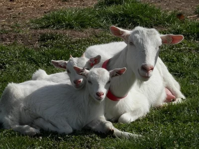 Kozí mléko CZ-BIO-001