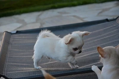 Čivava dlouhosrstá