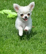 Čivava dlouhosrstá