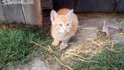 Koťata/kocourci