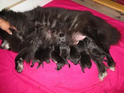 Německý velký špic černý - vzácné!