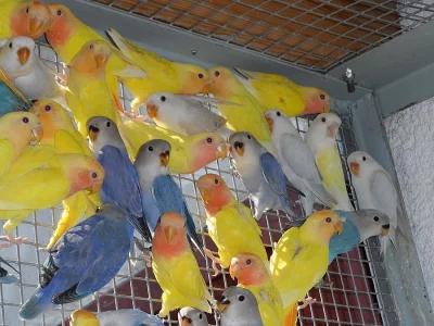 AGAPORNIS RŮŽOHRDLÝ OPALÍN