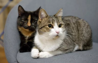 Darujem dve trojročné mačičky