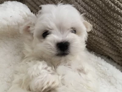 Dvě štěňátka Maltese štěňata potřebují novou rodinu