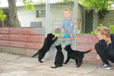 Německý ovčák, celočerná štěńata s PP