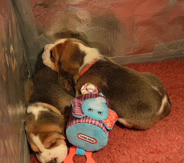 Čisté plemeno dobře vypadající štěňátka beagle připravené k