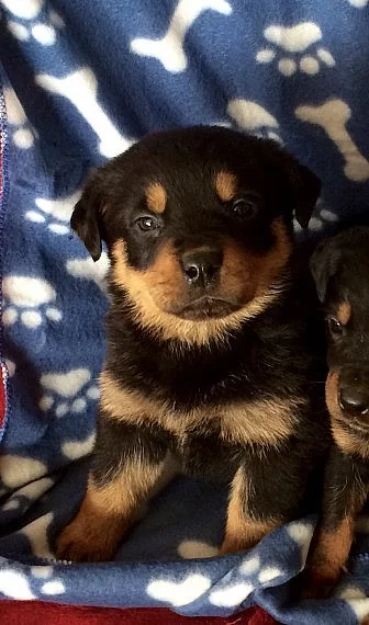 Čisté plemeno dobře vypadající štěňata Rottweiler