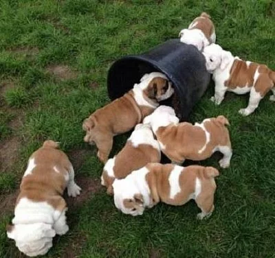 Mužské a ženské anglické buldok štěňátka roztomilé a krásné.