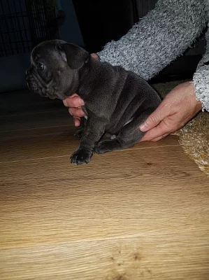 Mužské a ženské francouzské buldok štěňata připraveny jít