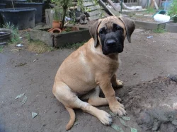 Dogo canario