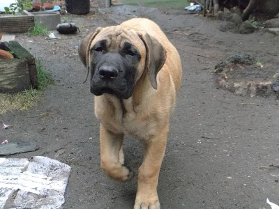 Dogo canario