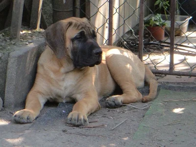 Dogo canario