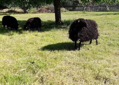 Prodám quessantské ovečky