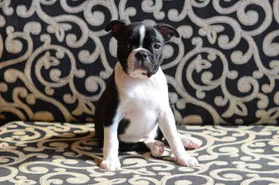 Bostonský teriér s PP