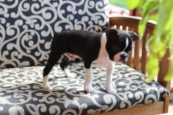 Bostonský teriér s PP