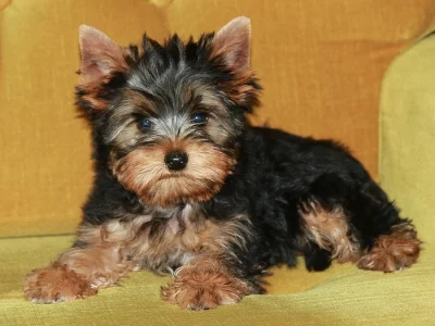 Štěňata jorkšírského teriéra