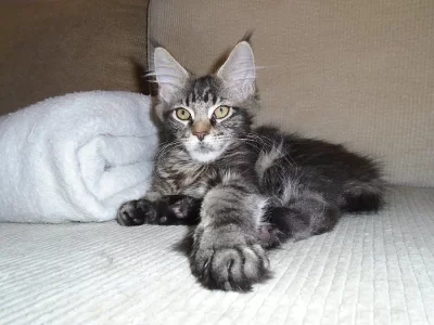 Mainská mývalí koťátka s PP.