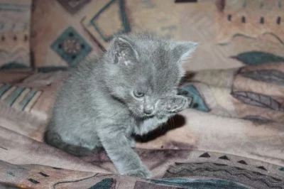 Prodam kotata Britska modra