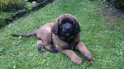 Štěně Leonberger s PP, stáří 8.týdnů
