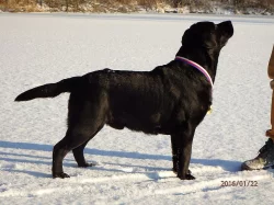 Labrador - štěńátka s PP
