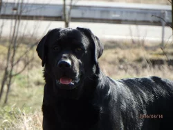 Labrador - štěńátka s PP
