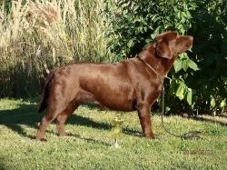 Labrador - štěńátka s PP
