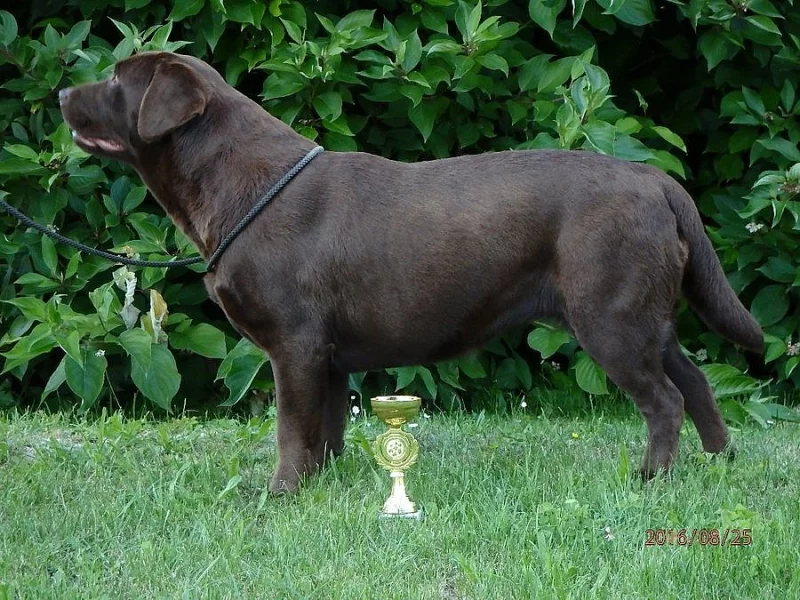 Labrador - štěńátka s PP