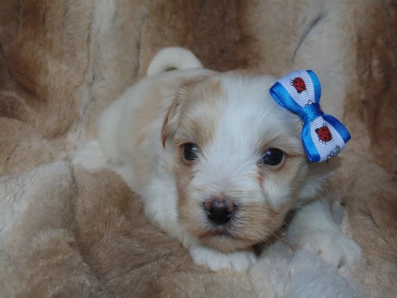 Biewer, Golddust jorkšírský teriér s PP