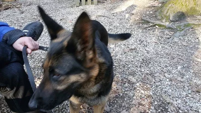 Přenechám vlčáka - fenu