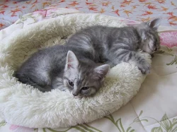 Britská whiskas koťata bez PP