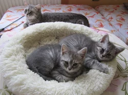 Britská whiskas koťata bez PP