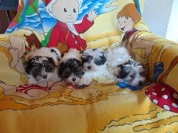 Biewer yorkshire terrier - štěňátka s PP