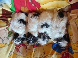 Biewer yorkshire terrier - štěňátka s PP