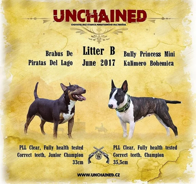 Miniaturní bulteriér s PP