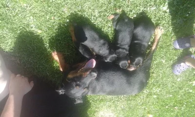 Jagdterier štěňata