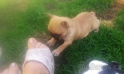 francouzský buldoček