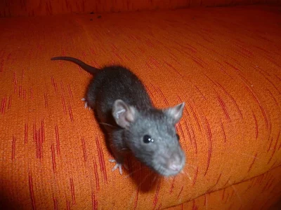 Daruji potkaní mrňousky