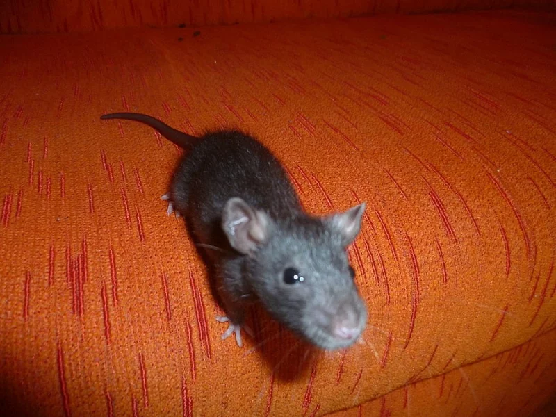 Daruji potkaní mrňousky